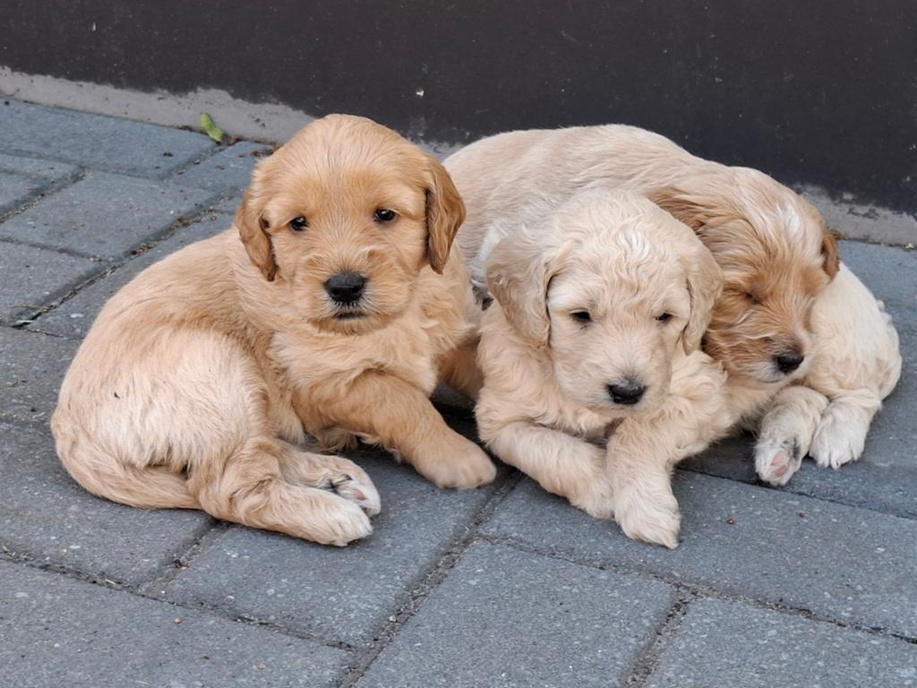 Zeven prachtige mini doodle pups, 8 tot 15 weken, Meerdere, Meerdere dieren, Middel