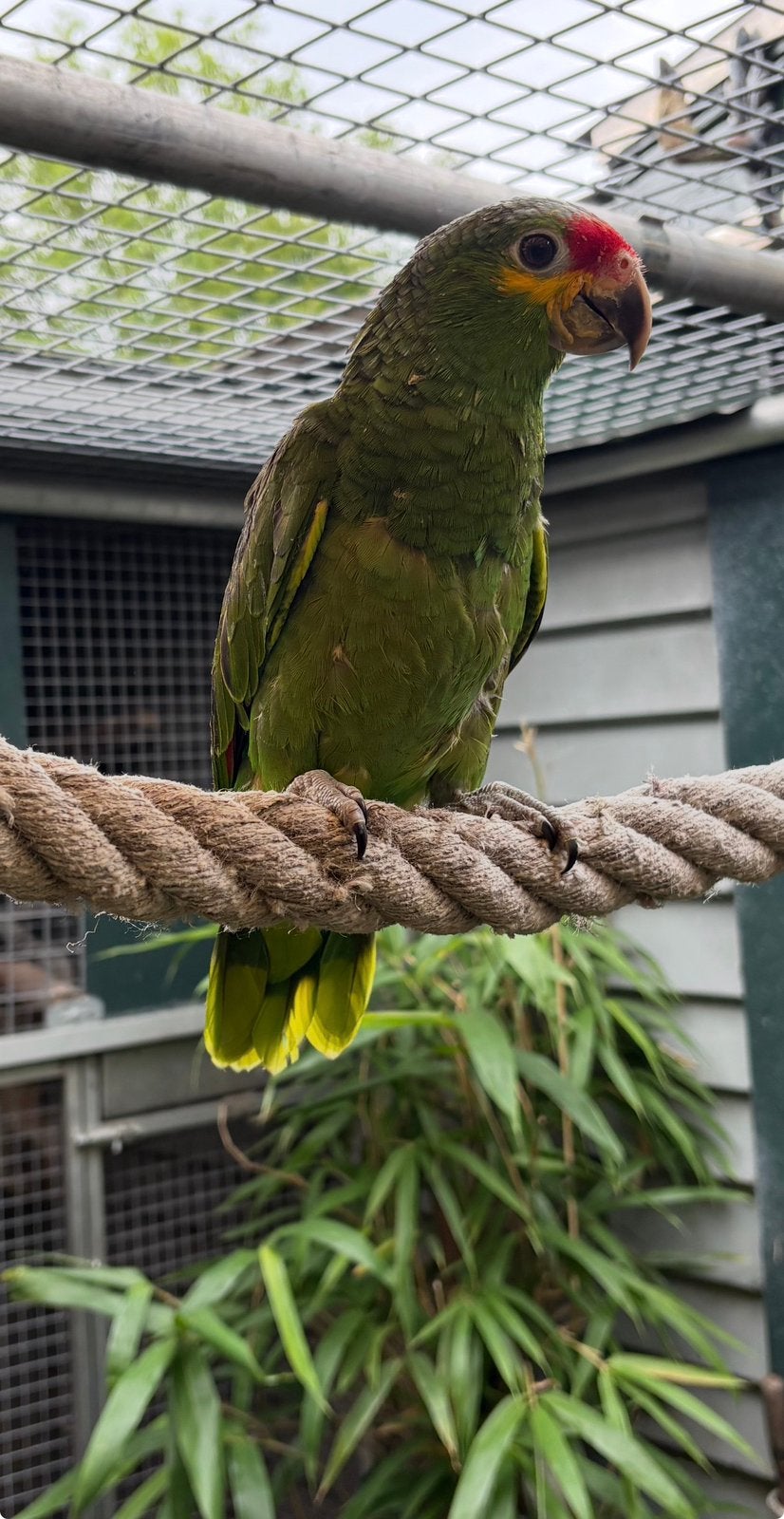 Geelwang amazone …, Dieren en Toebehoren, Vogels | Parkieten en Papegaaien, Mannelijk, Papegaai