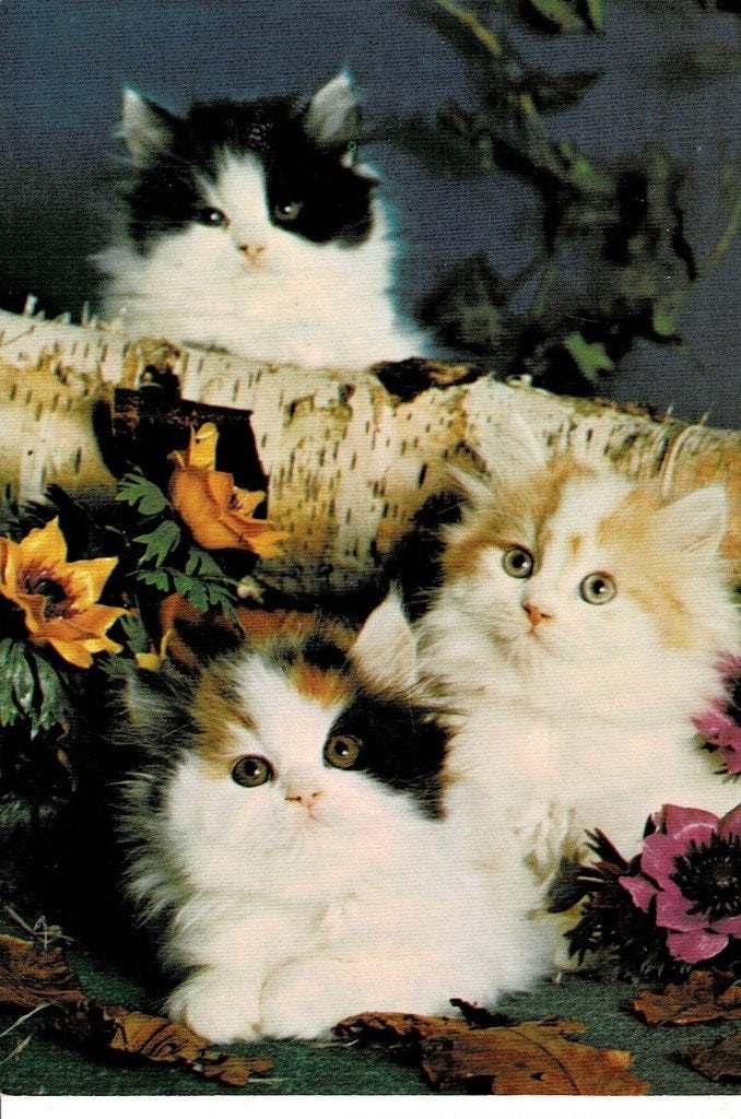 Poes, Poezen, Ophalen of Verzenden, 1960 tot 1980, Gelopen, Hond of Kat