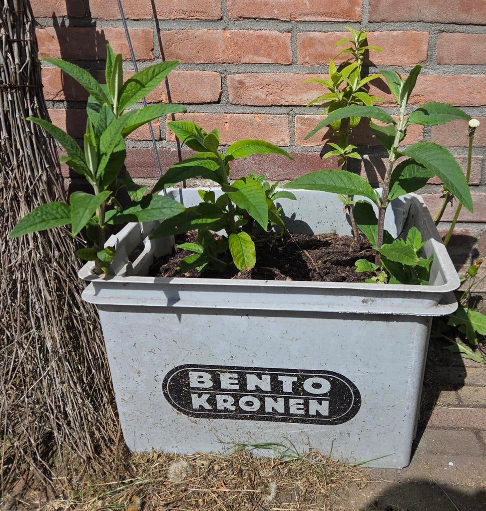 Jonge stekken vlinderstruiken, Tuin en Terras, Planten | Tuinplanten, Vaste plant, Overige soorten, Volle zon, Ophalen of Verzenden