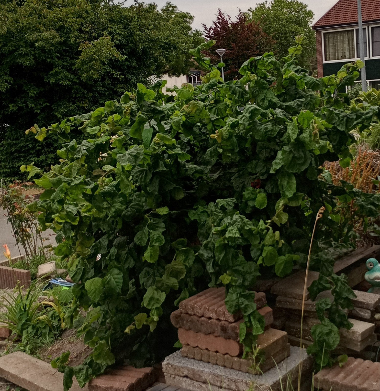 Kronkelhazelaar - Decoratieve struik voor uw tuin, Vaste plant, Bloeit niet, Halfschaduw, Ophalen