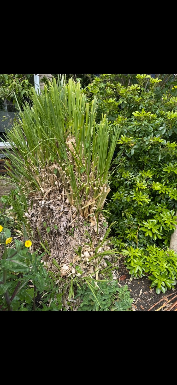 Pampasgras. Yucca gratis !!, Tuin en Terras, Ophalen of Verzenden, Overige soorten, Volle zon