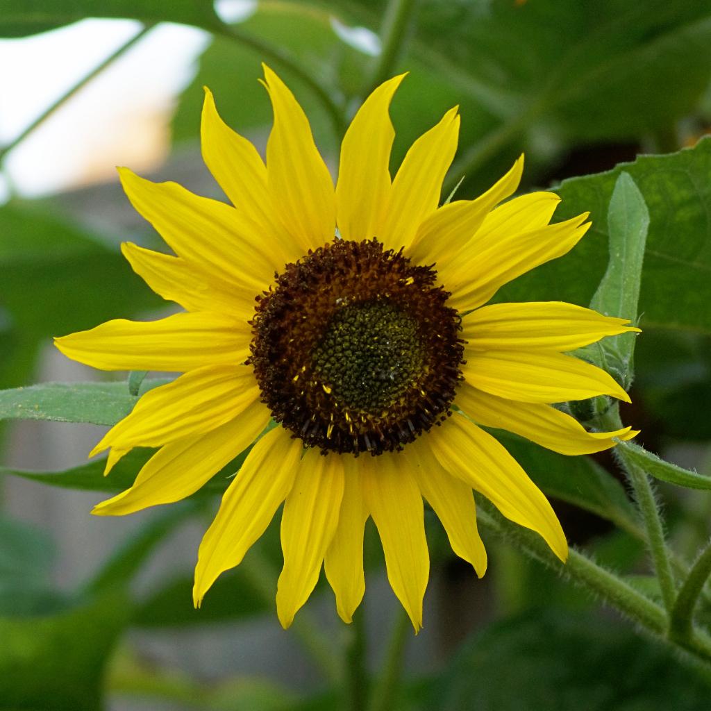 Zaden zonnebloem hoog, geel vertakt (Helianthus annuus), Tuin en Terras, Ophalen of Verzenden, Voorjaar, Volle zon, Zaad