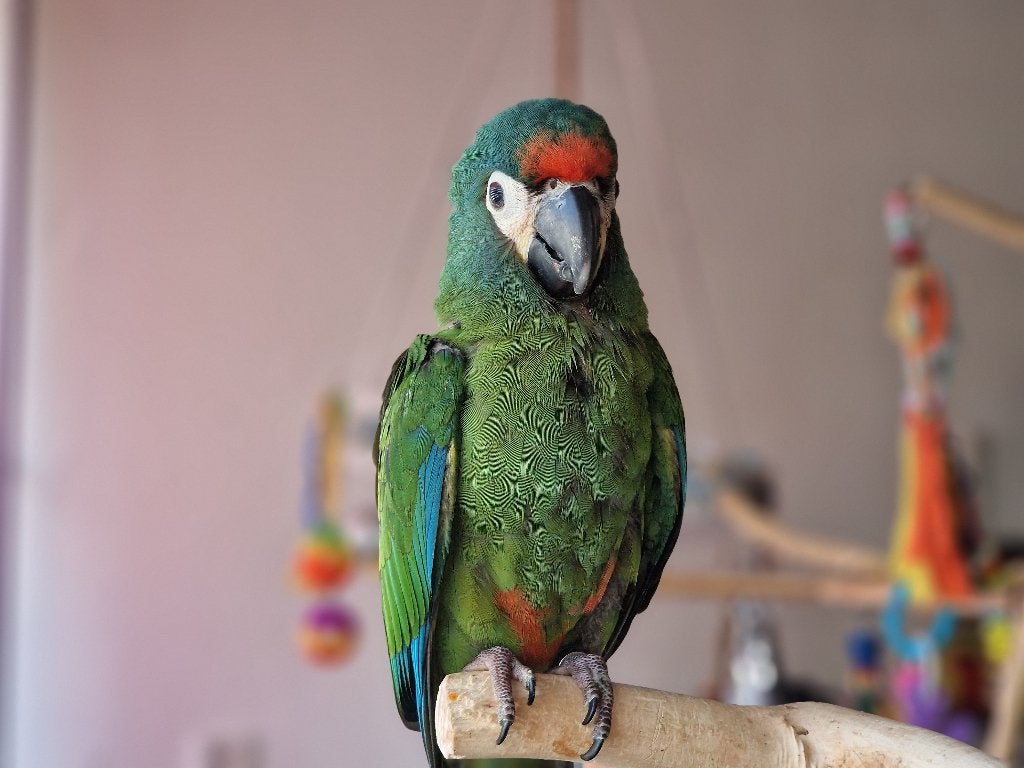 Prachtige, tamme Ara Maracana ‘Gigi’ zoekt gouden mandje, Dieren en Toebehoren, Geslacht onbekend, Papegaai, Tam