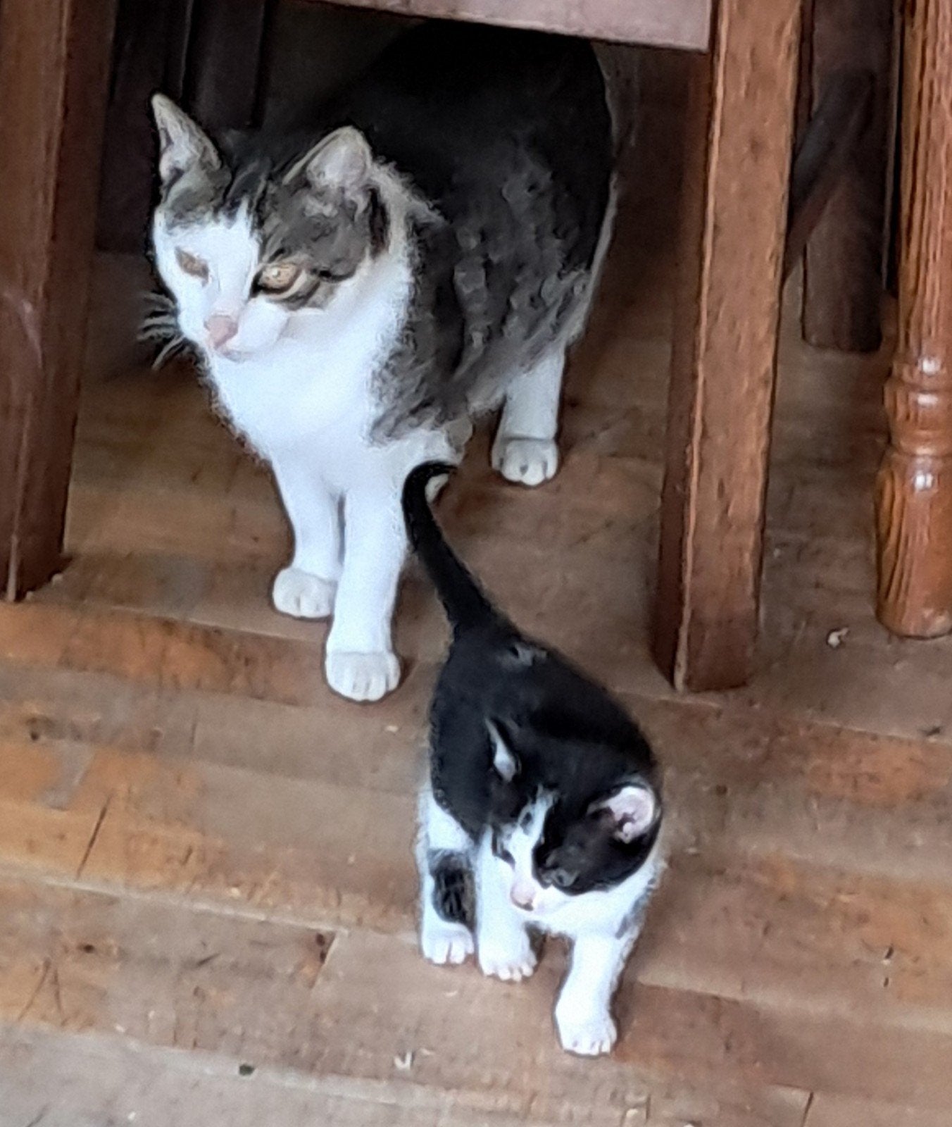 nog 2 lieve kittens te koop, Meerdere dieren