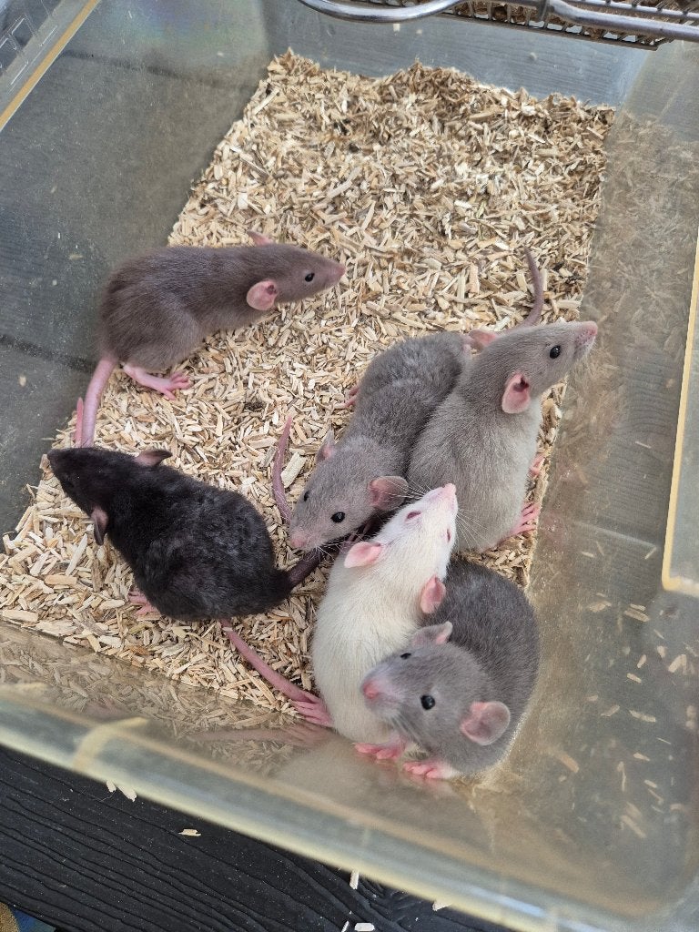 Jonge ratjes, Dieren en Toebehoren, Rat, Juni, Meerdere dieren, Tam