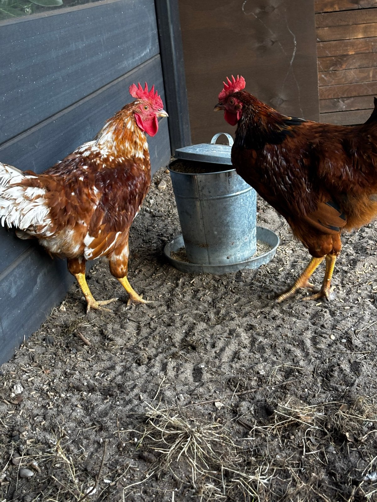 2 jonge hanen, Dieren en Toebehoren