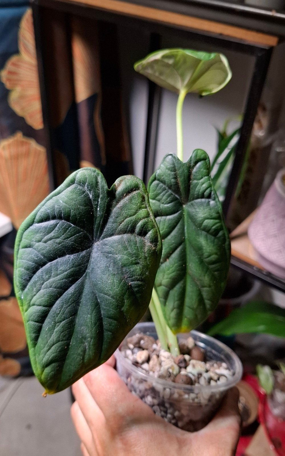 Alocasia Dragon Scale - Exotische kamerplant, Overige soorten, Vaste plant, Ophalen of Verzenden, Bloeit niet