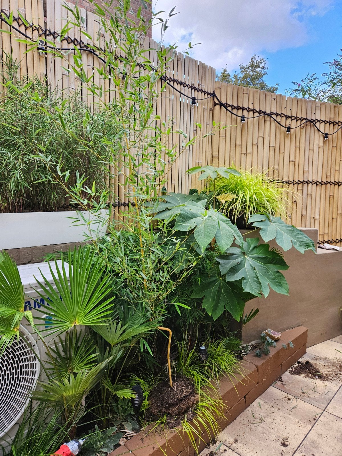 Bamboe pot  -  in luxe CAPI bloempot 55x53cm + GRATIS bamboe, Vaste plant, Bloeit niet, Halfschaduw, Ophalen