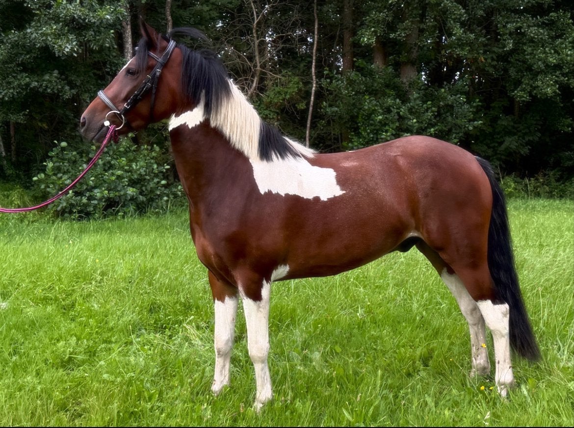 Allround D-pony ruin 4 jaar, Dieren en Toebehoren, Gechipt, B, Ruin, 3 tot 6 jaar