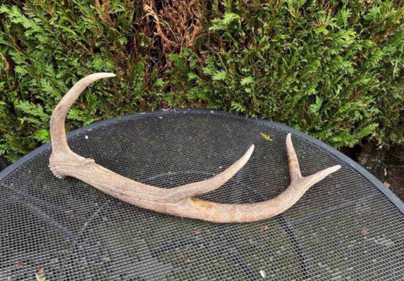 Prachtig herten gewei - Natuurlijke decoratie, Verzamelen, Ophalen of Verzenden, Zo goed als nieuw