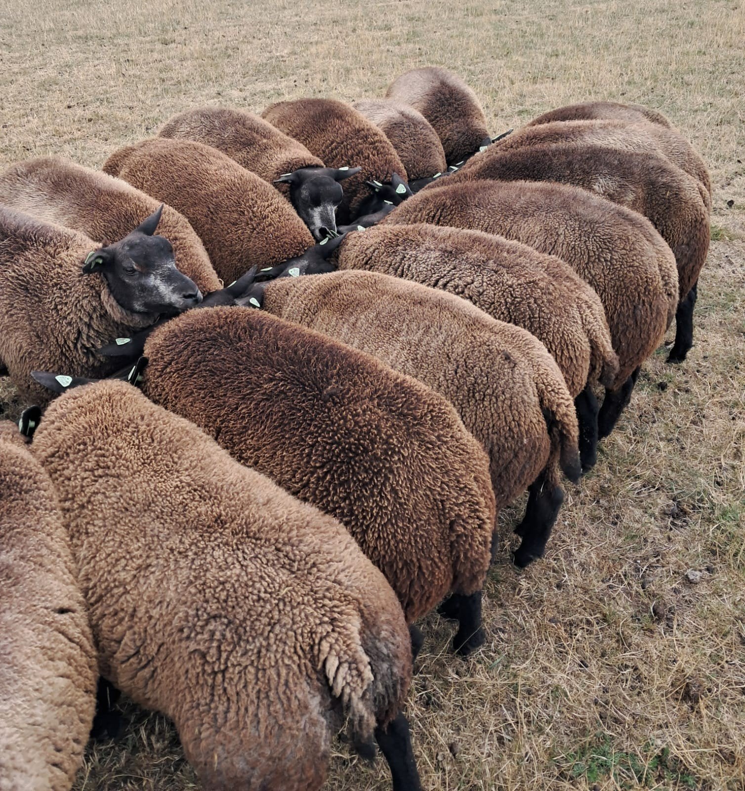 25 ooilammeren stamboek blauwe texelaar., Mannelijk, Schaap