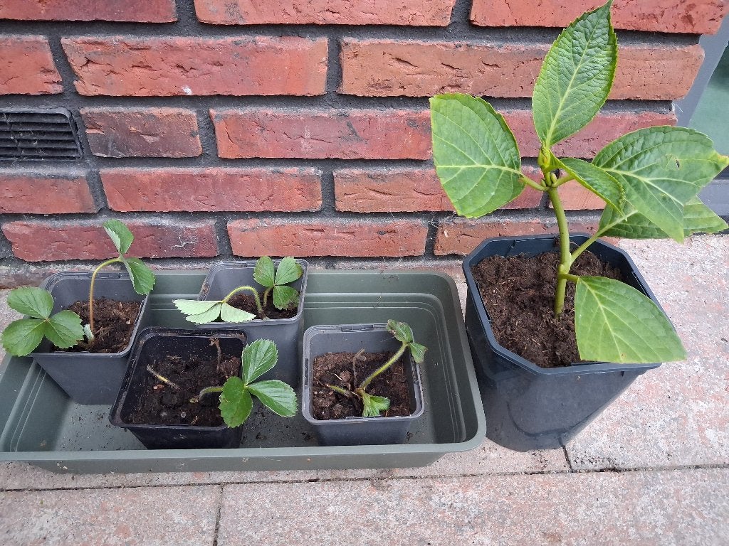 Tuinplanten: hortensia, longkruid en aardbeienplanten, Tuin en Terras, Ophalen, Overige soorten, Halfschaduw