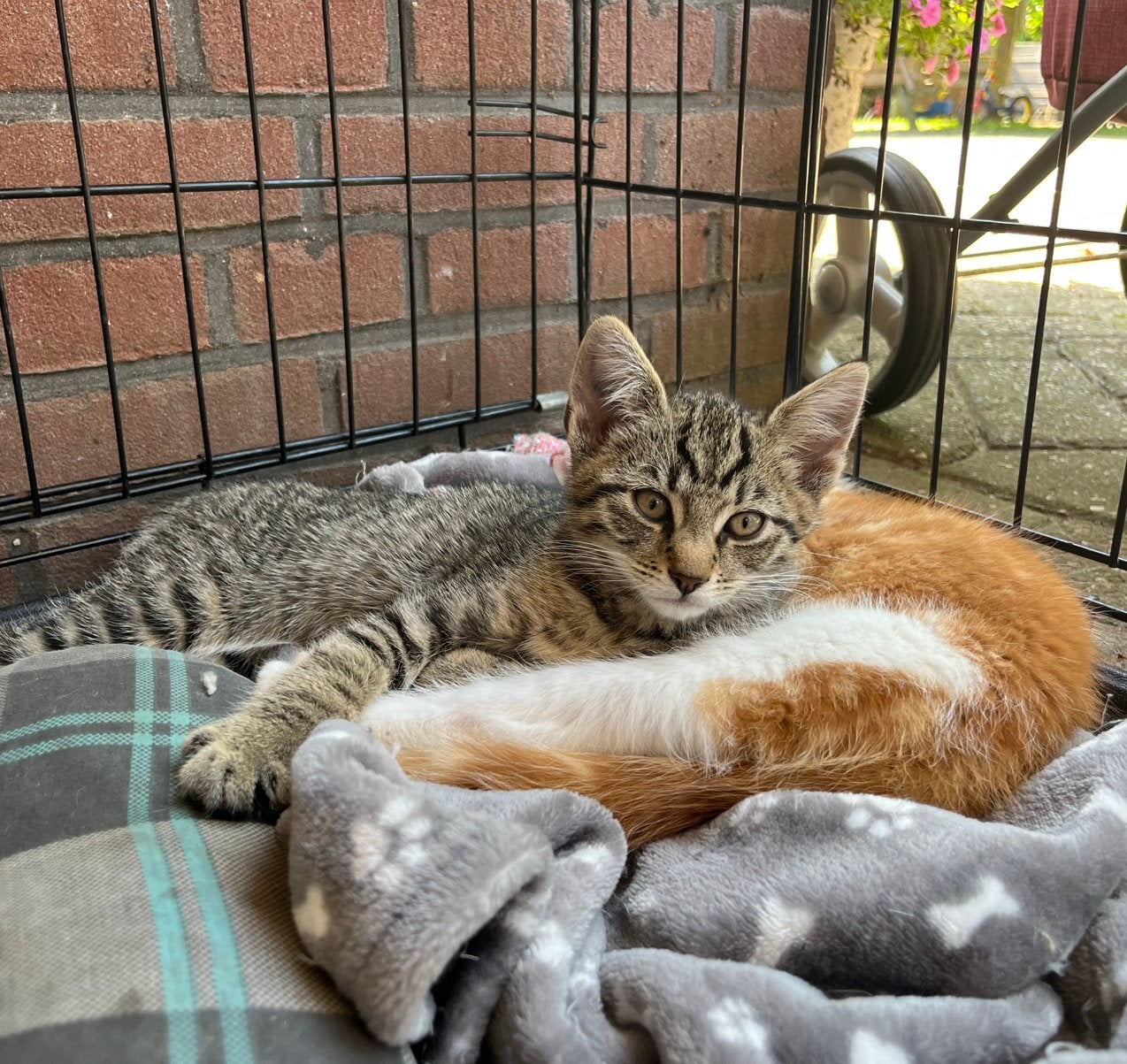 Lieve kitten - poes, Poes, Kortharig, 0 tot 2 jaar