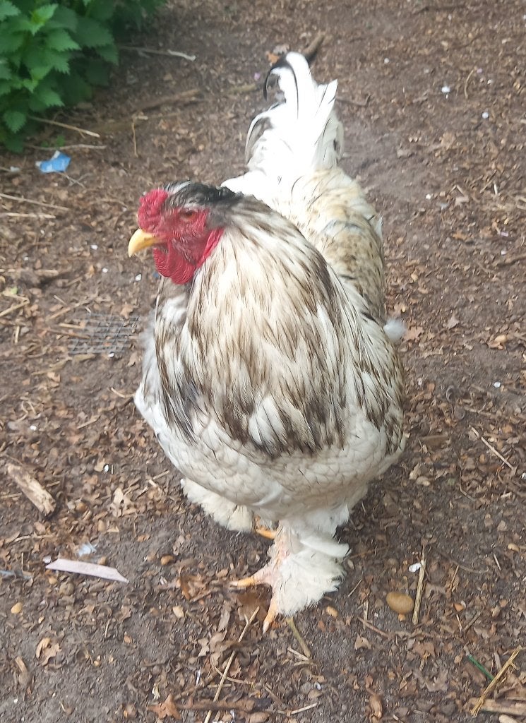 RUIL OF KOOP toom Brahma groothoen ( 1 - 2 ), Meerdere dieren, Kip