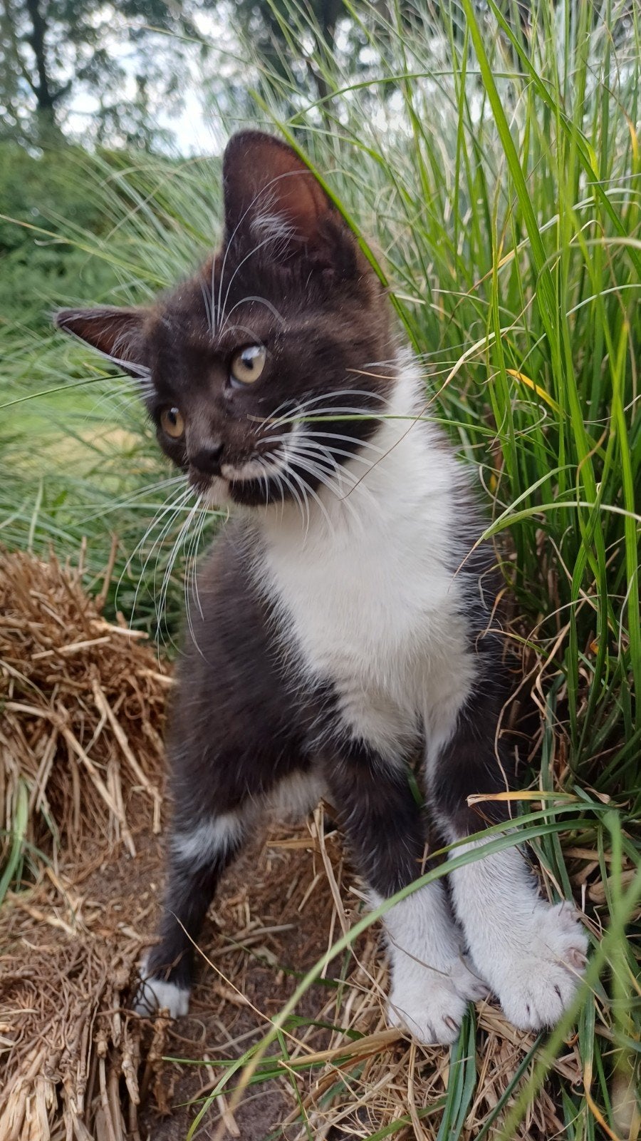 Boerderijkitten, Dieren en Toebehoren, Poes, Kortharig, 0 tot 2 jaar