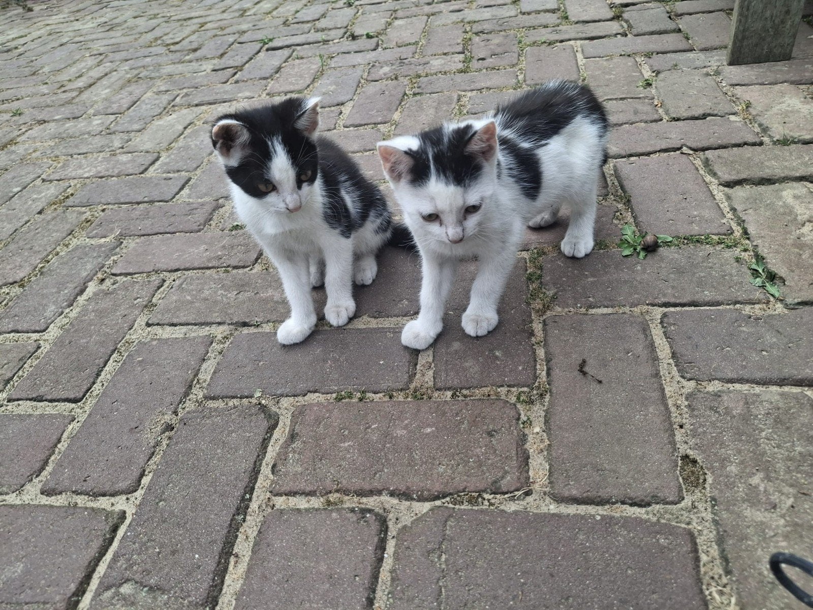 Boerderij kittens, 12 weken oud.