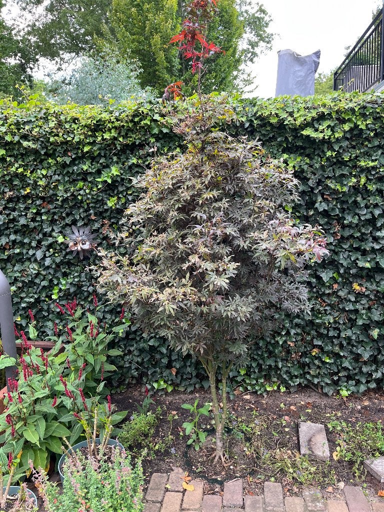 Japanse Esdoorn ‘Skeeter’s Broom’, Bloeit niet, Halfschaduw, Overige soorten, 100 tot 250 cm