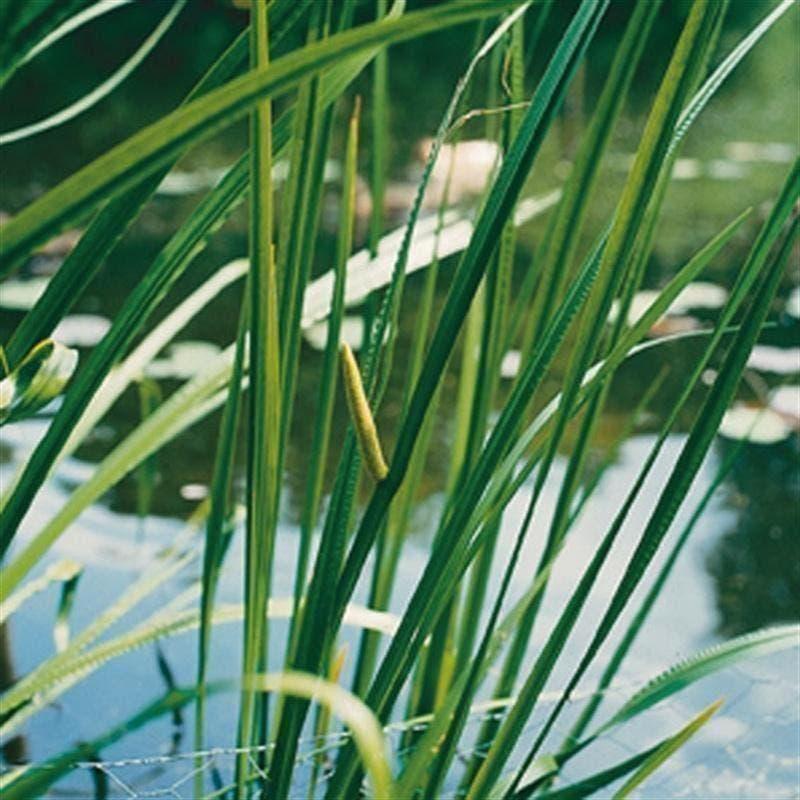 vijverplant, de grootste keus VIJVERPLANTEN., Overige soorten, Volle zon, Vaste plant, Ophalen of Verzenden