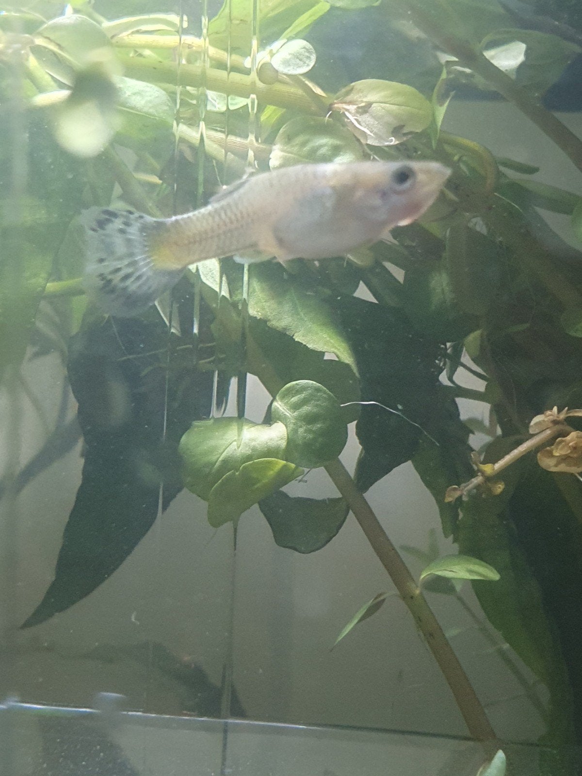 GRATIS Guppy dame, Vis