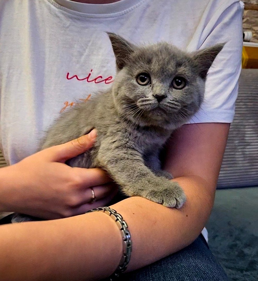 Britse korthaar/langhaar, Dieren en Toebehoren, Katten en Kittens | Raskatten | Korthaar, Meerdere dieren, Gechipt