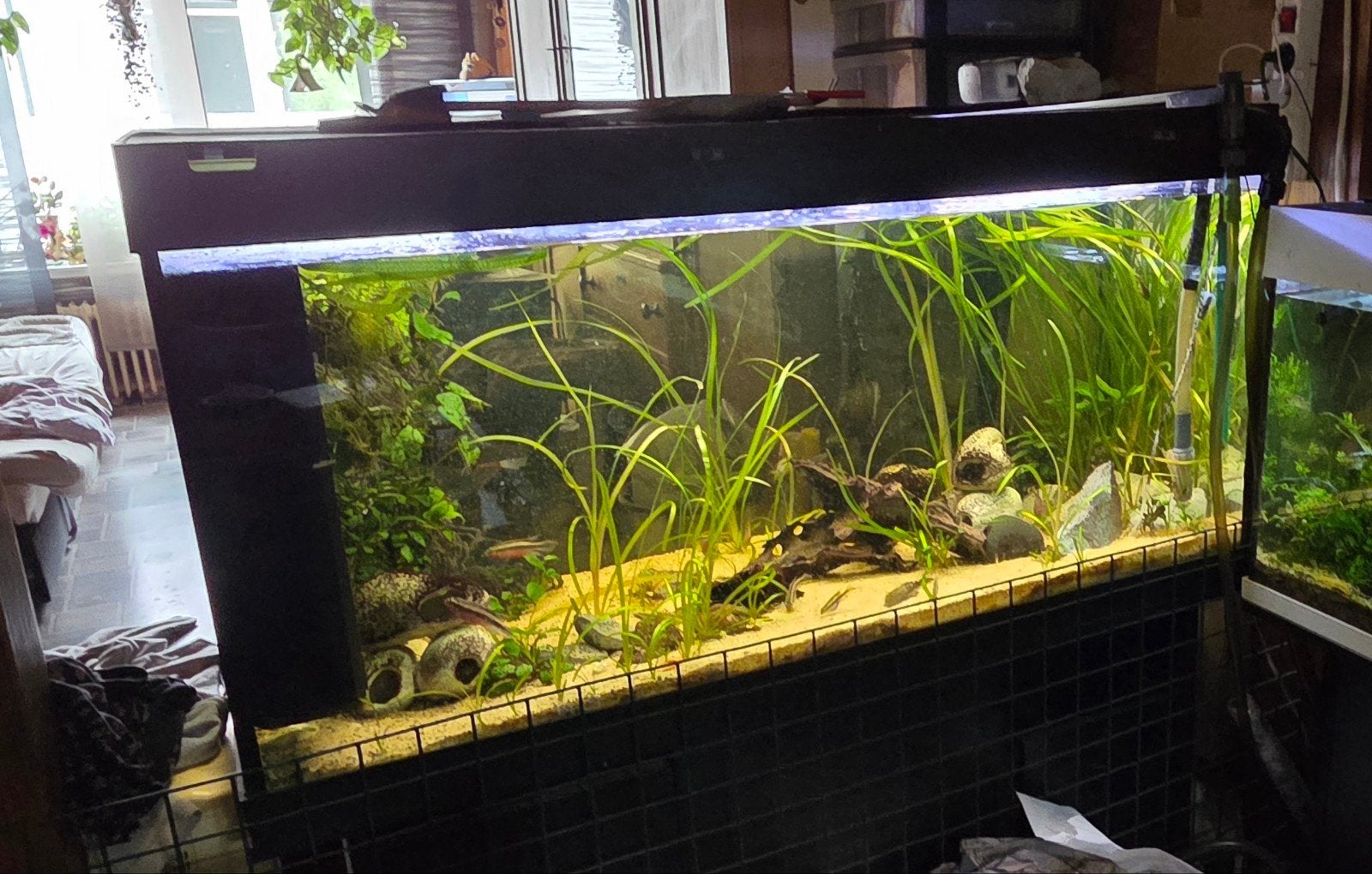 Aquarium, Ophalen, Leeg aquarium