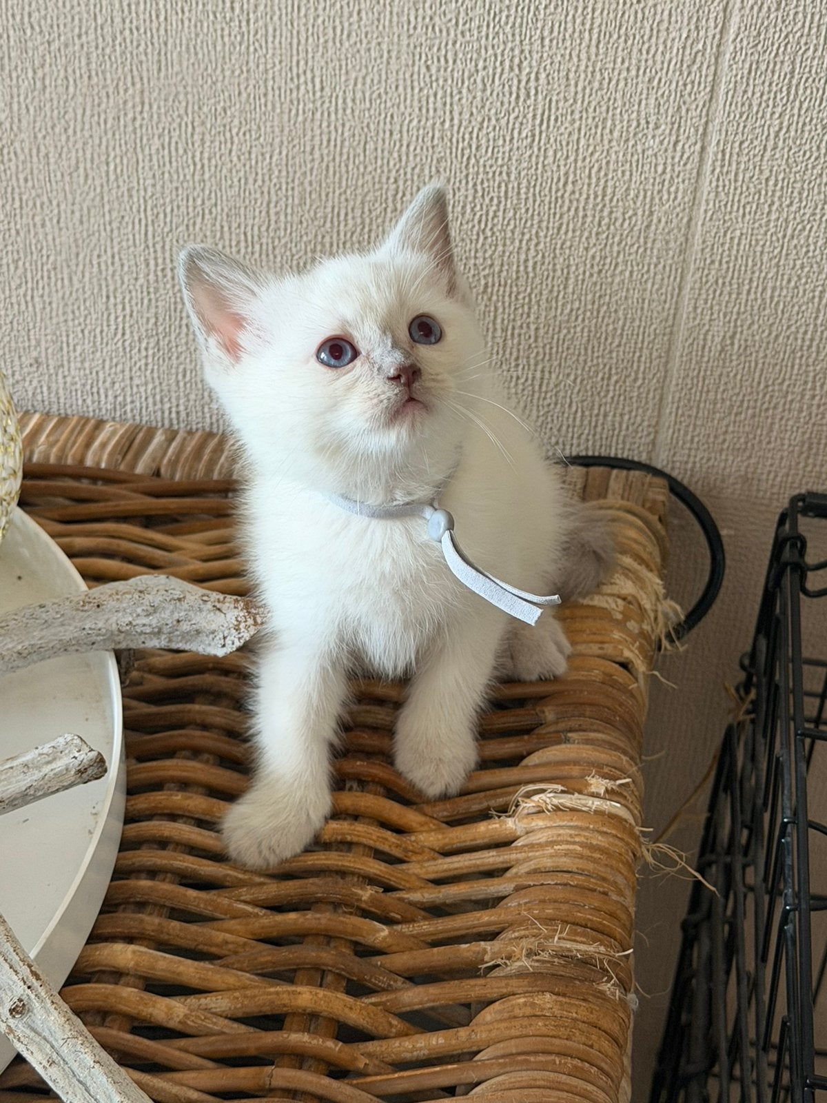 Ragdoll britse korthaar kittens, Meerdere dieren, 0 tot 2 jaar