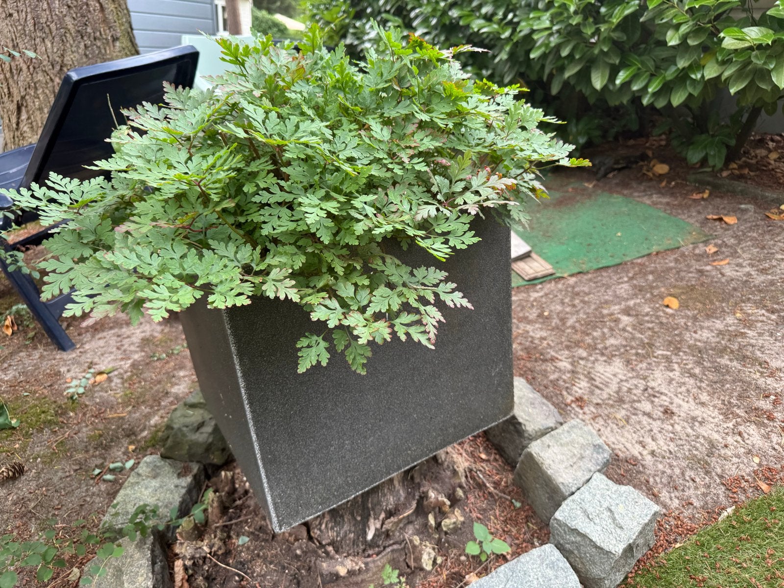 Clayfibre plantenbak zwart met plant 50x50 cm, Overige materialen, Gebruikt, Minder dan 60 cm, Vierkant