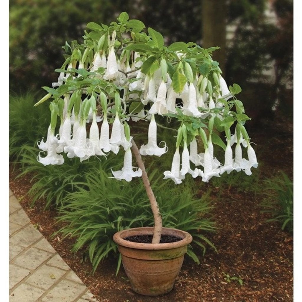 Brugmansia, witte engelentrompet zaadjes, Verzenden, Volle zon