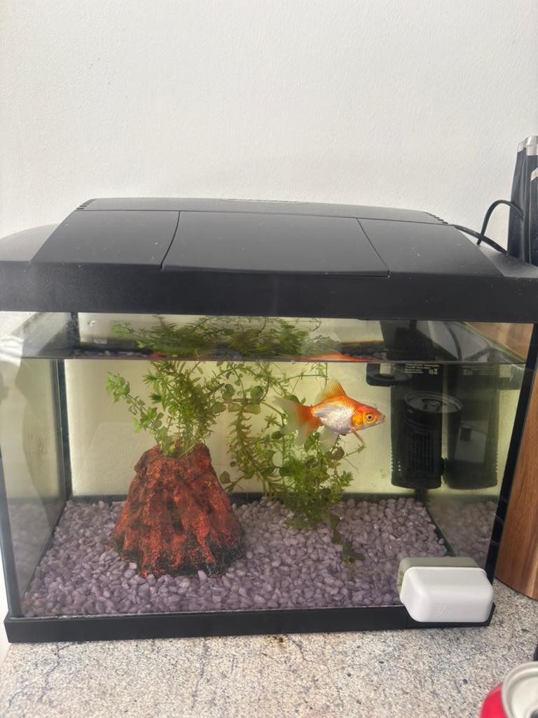 Complete aquarium inc goudvis, Ophalen, Zo goed als nieuw, Leeg aquarium