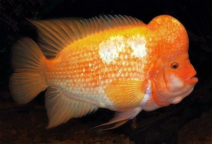 Midden Amerikaanse Cichliden: Amphilophus citrinellus, Vis, Zoetwatervis