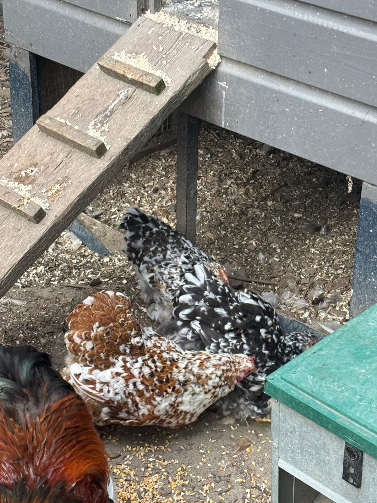 Cochins te koop, Dieren en Toebehoren, Pluimvee, Mannelijk, Kip