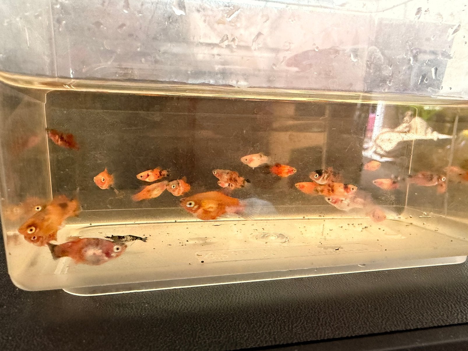 Jonge platys, nieuwe kleurtjes, Vis, Zoetwatervis