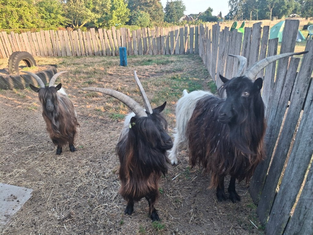 Wallische geiten te koop, Dieren en Toebehoren, Meerdere dieren, Geit