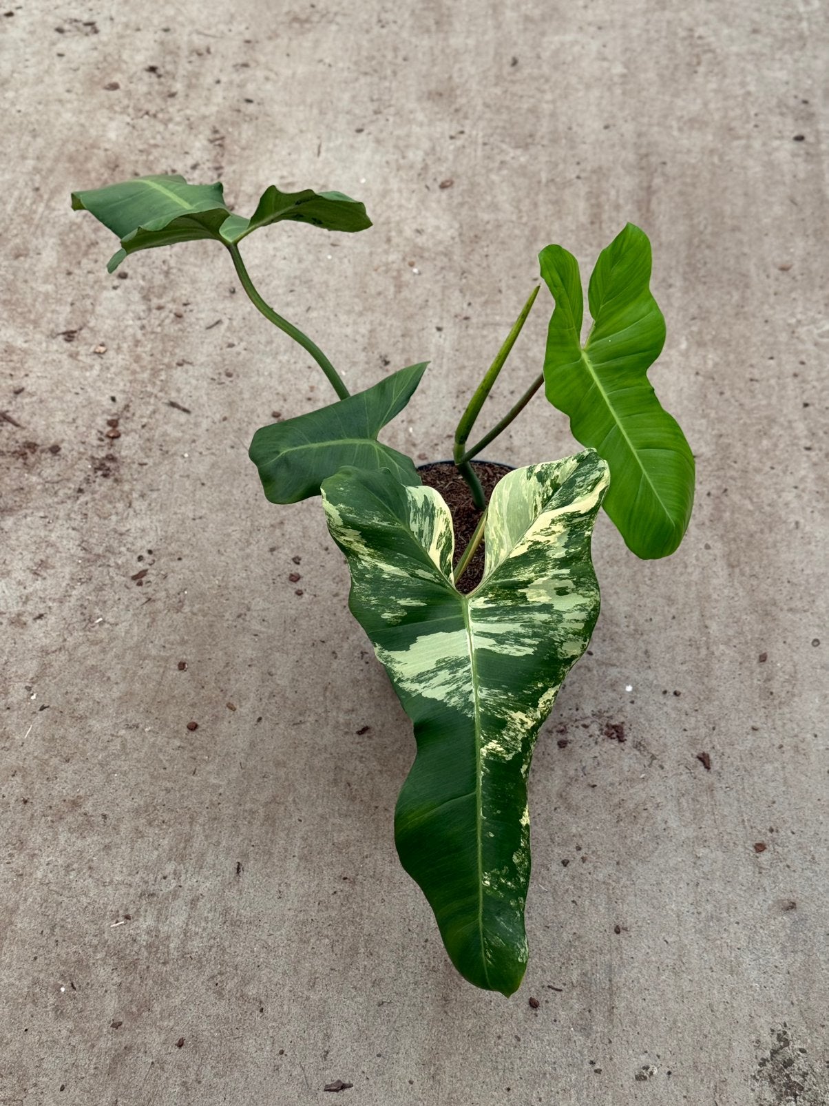 Philodendron Florida Beauty X Paraiso Verde, Huis en Inrichting, Kamerplanten, Ophalen of Verzenden, Halfschaduw, Minder dan 100 cm