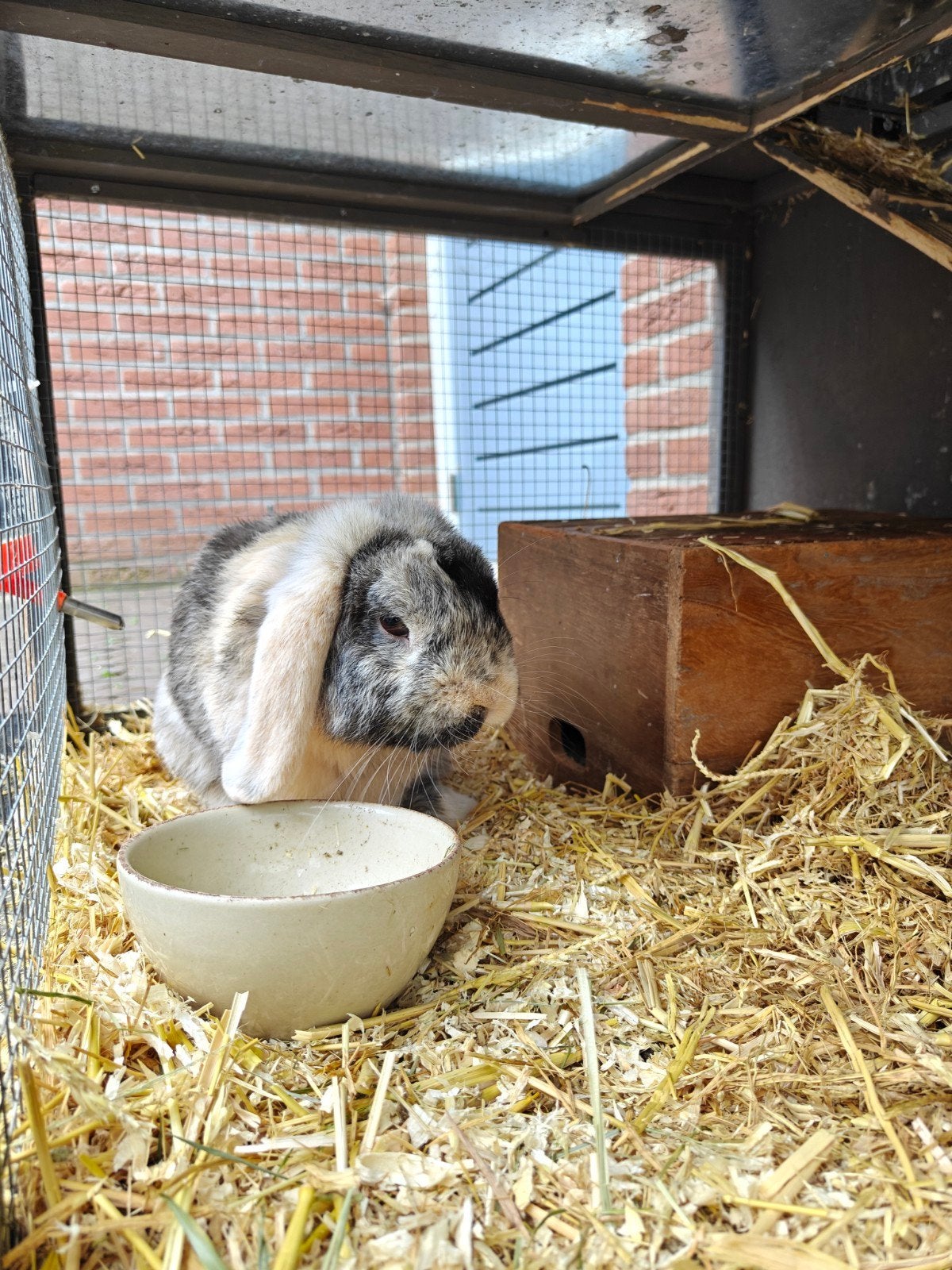 Nederlandse hangoor konijnen - voedster en ram, Dieren en Toebehoren, Meerdere dieren, Hangoor, 0 tot 2 jaar