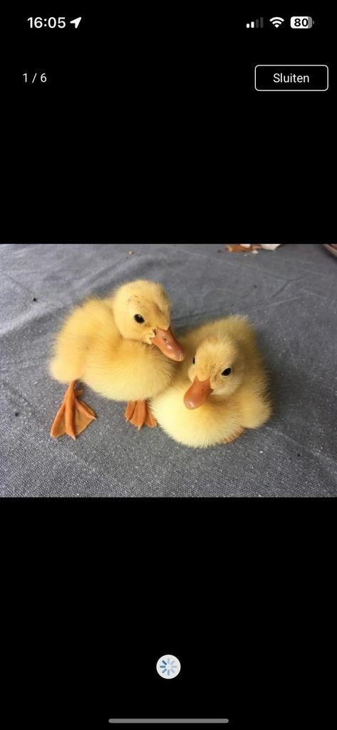Broedeieren witte loopeenden, Dieren en Toebehoren, Pluimvee, Geslacht onbekend, Eend