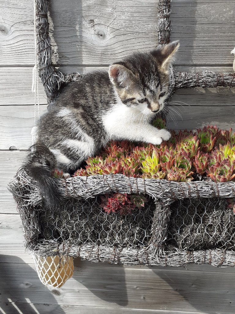 Prachtig lief katertje te koop, Kater, Kortharig, 0 tot 2 jaar