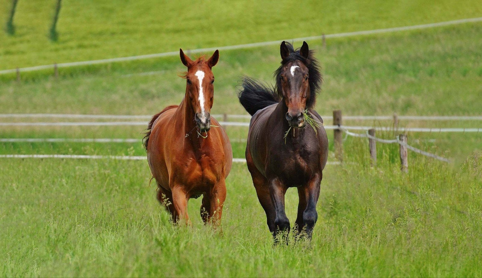 gezocht stuk Grond/ paardenstalling, Dieren en Toebehoren, Stalling, 4 paarden of pony's of meer