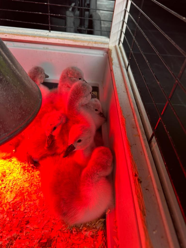Zwaan kuikens, Dieren en Toebehoren, Meerdere dieren, Gans of Zwaan