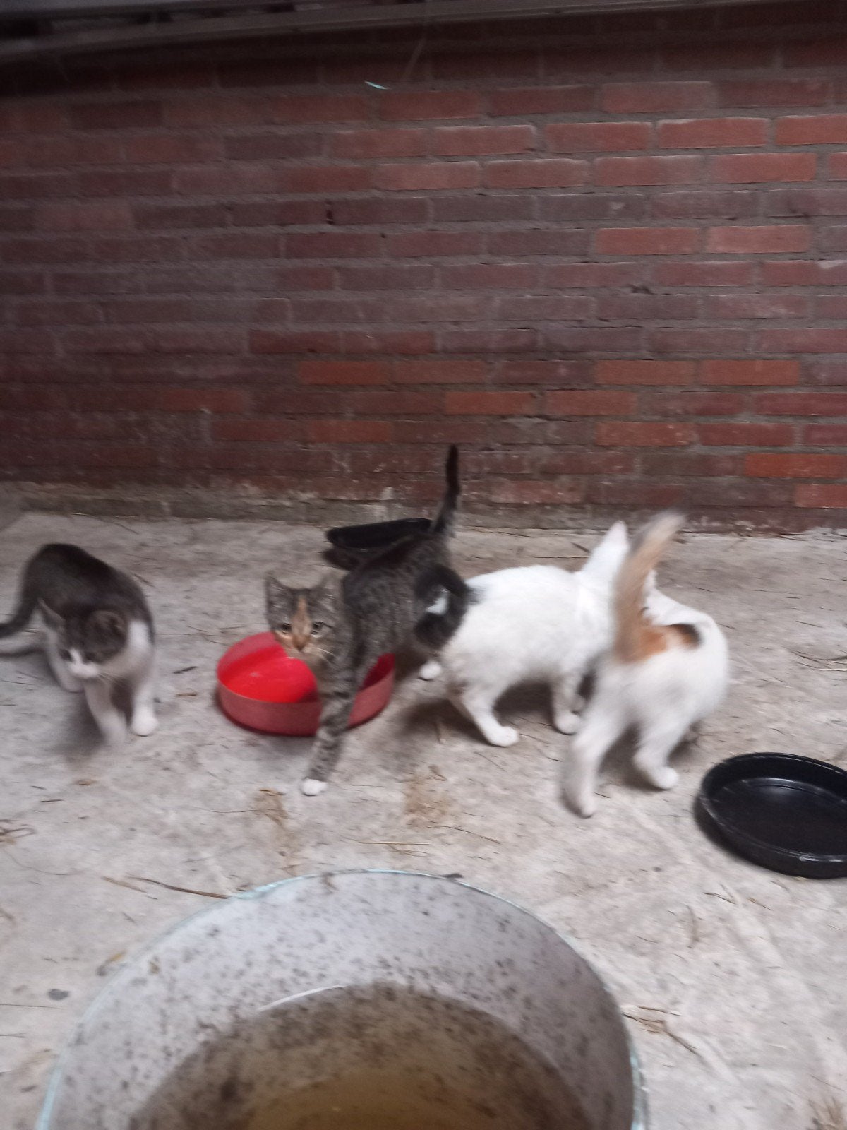 kittens, Dieren en Toebehoren, Poes