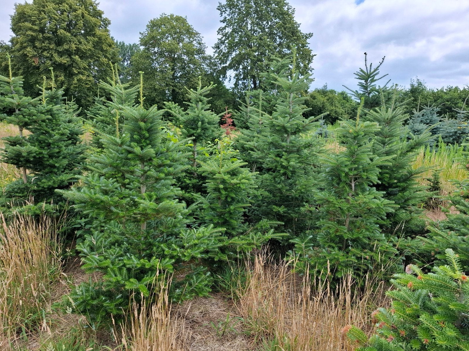 Kerstbomen, Ophalen, Zomer, Volle zon, Overige soorten