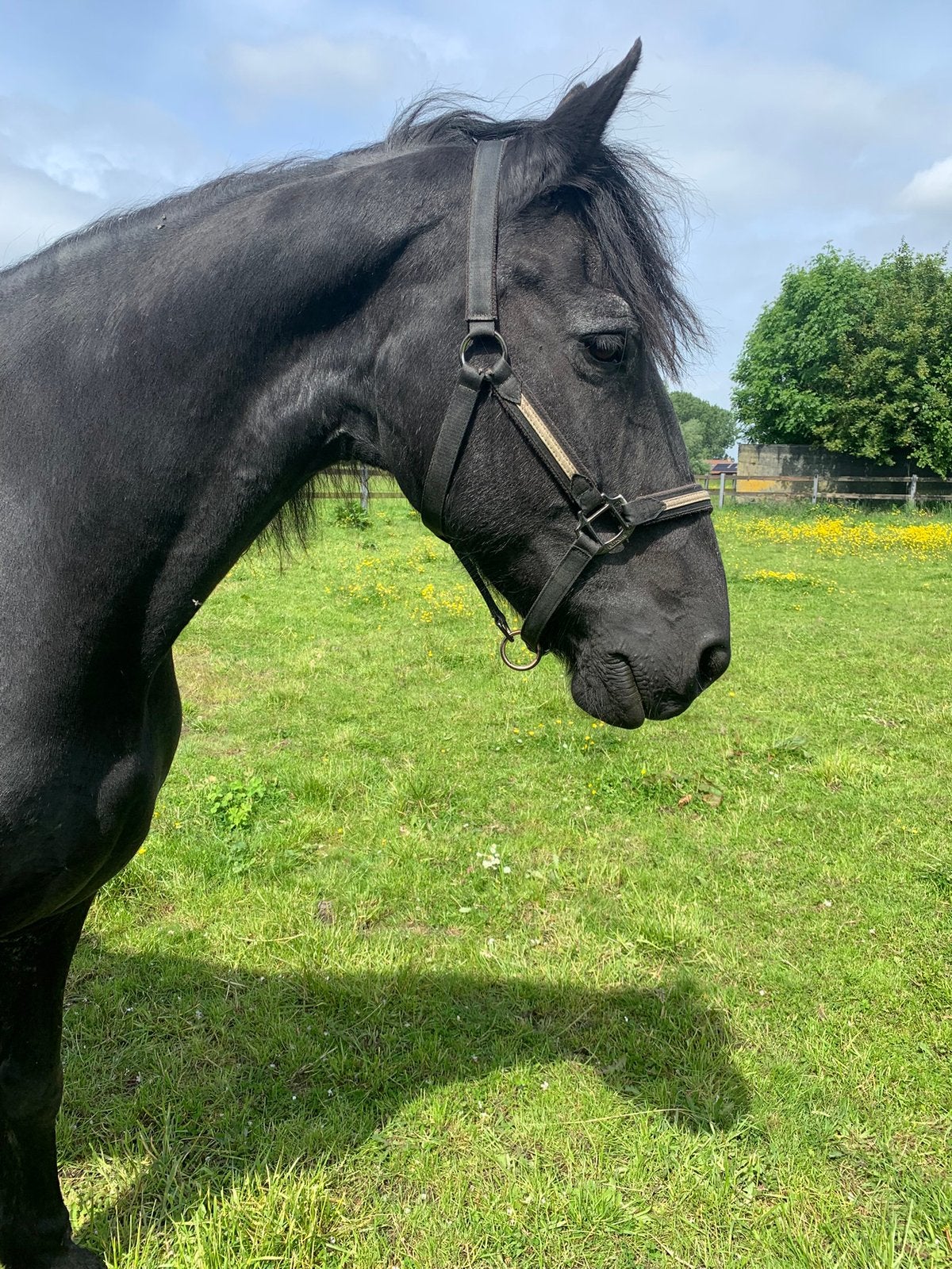 Super lieve friese ster merrie te koop, Dieren en Toebehoren, Paarden, Merrie, Recreatiepaard, 11 jaar of ouder