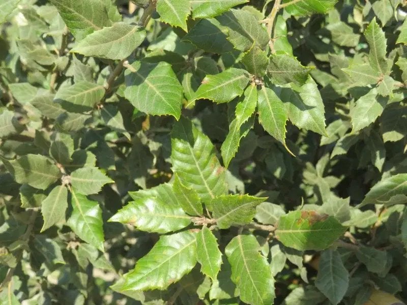 Quercus Ilex Cilindervorm (Steeneik), Ophalen of Verzenden, Zomer, Volle zon, Overige soorten