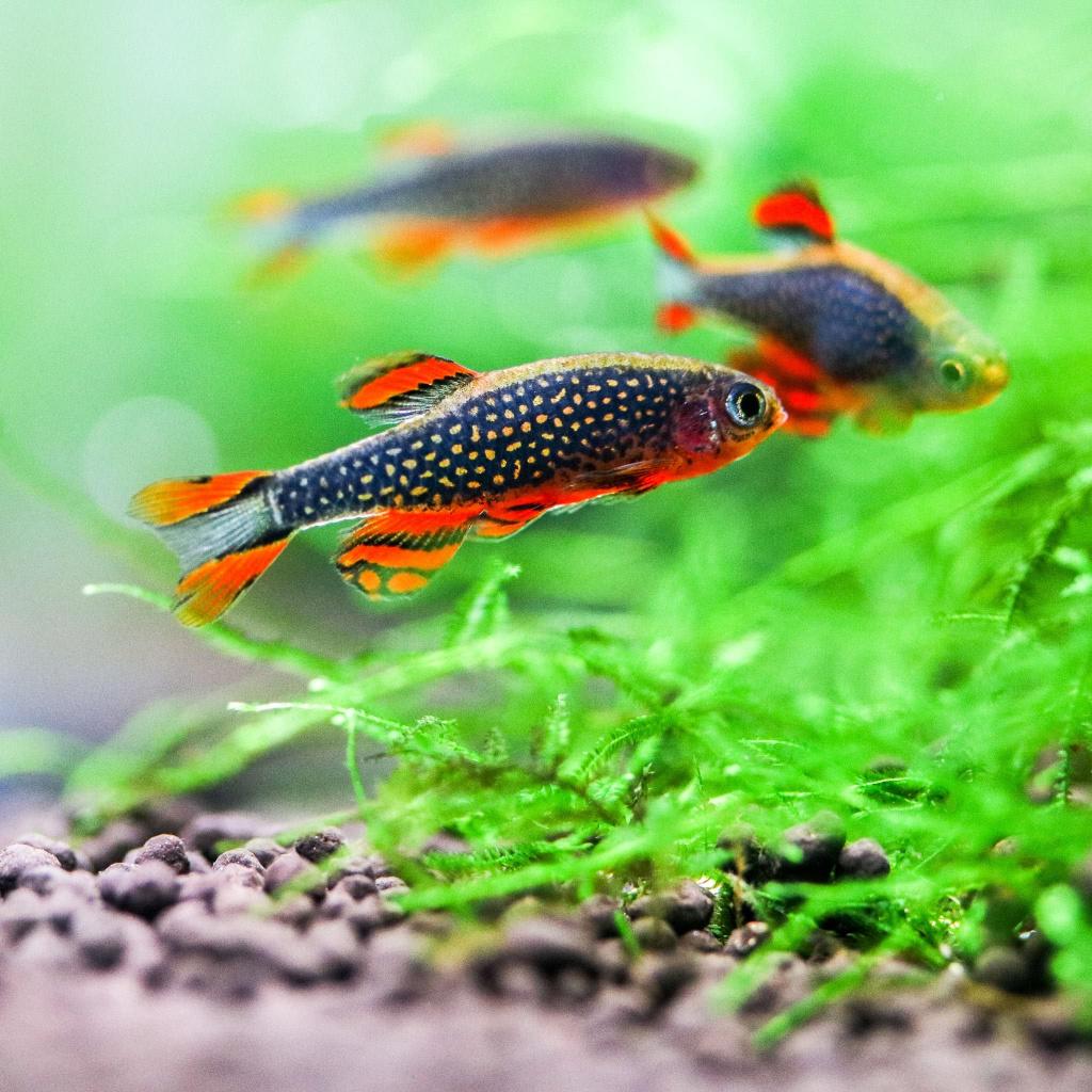 Rasbora Galaxy, Dieren en Toebehoren, Vissen | Aquariumvissen, Vis