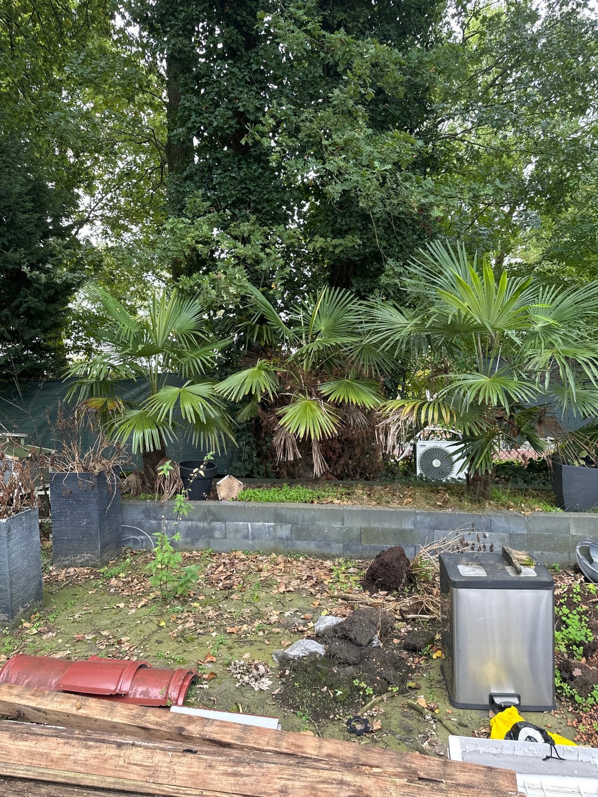 5 Palm bomen, Tuin en Terras, Overige soorten, Volle zon, Vaste plant, Ophalen of Verzenden