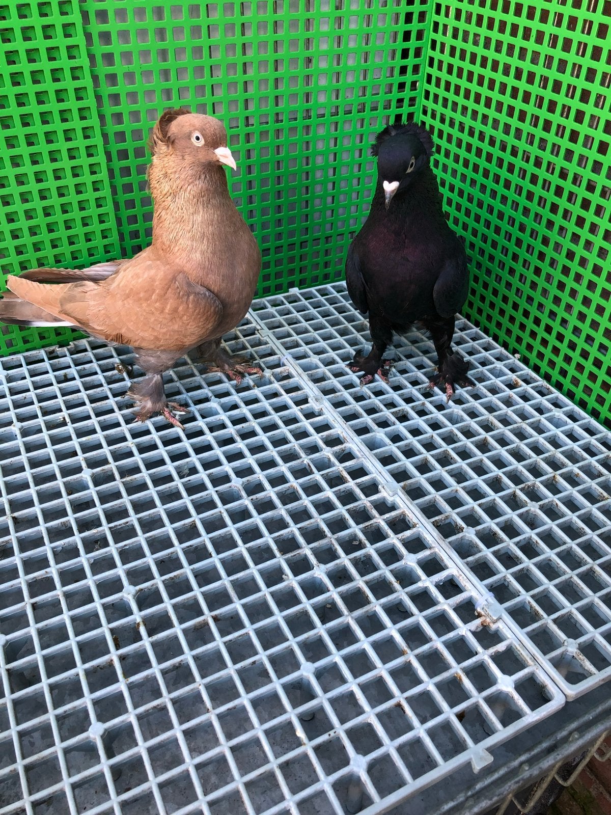 Takla duiven, Meerdere dieren, Postduif