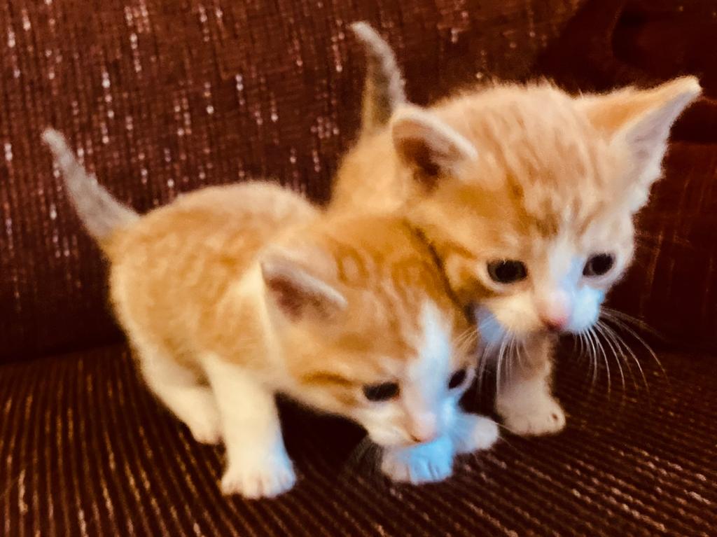Lieve kittens zoeken een nieuw thuis!, Poes