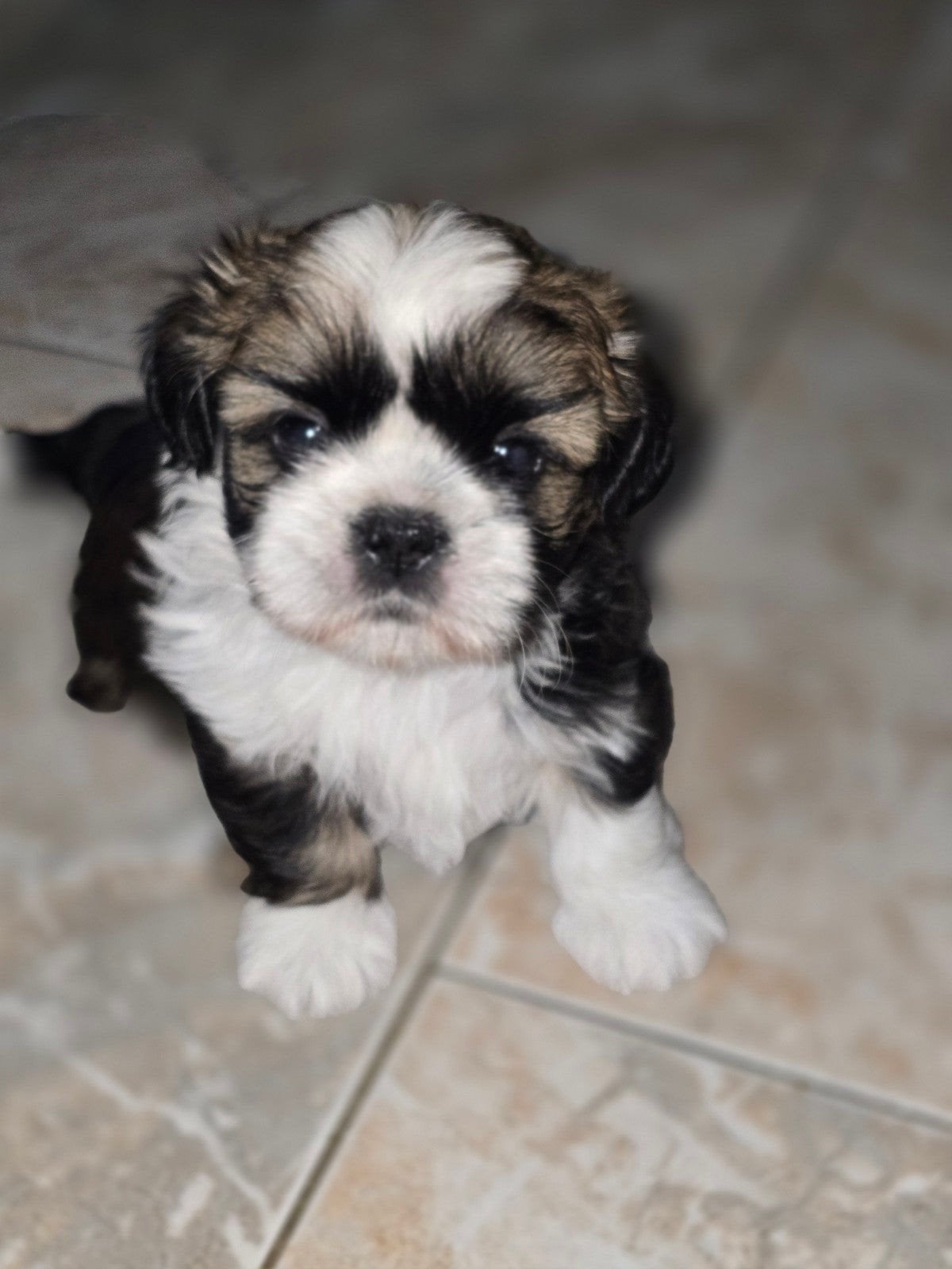 Beschikbaar  raszuivere shih-tzu pups, Parvo, Overige rassen, 8 tot 15 weken, Meerdere