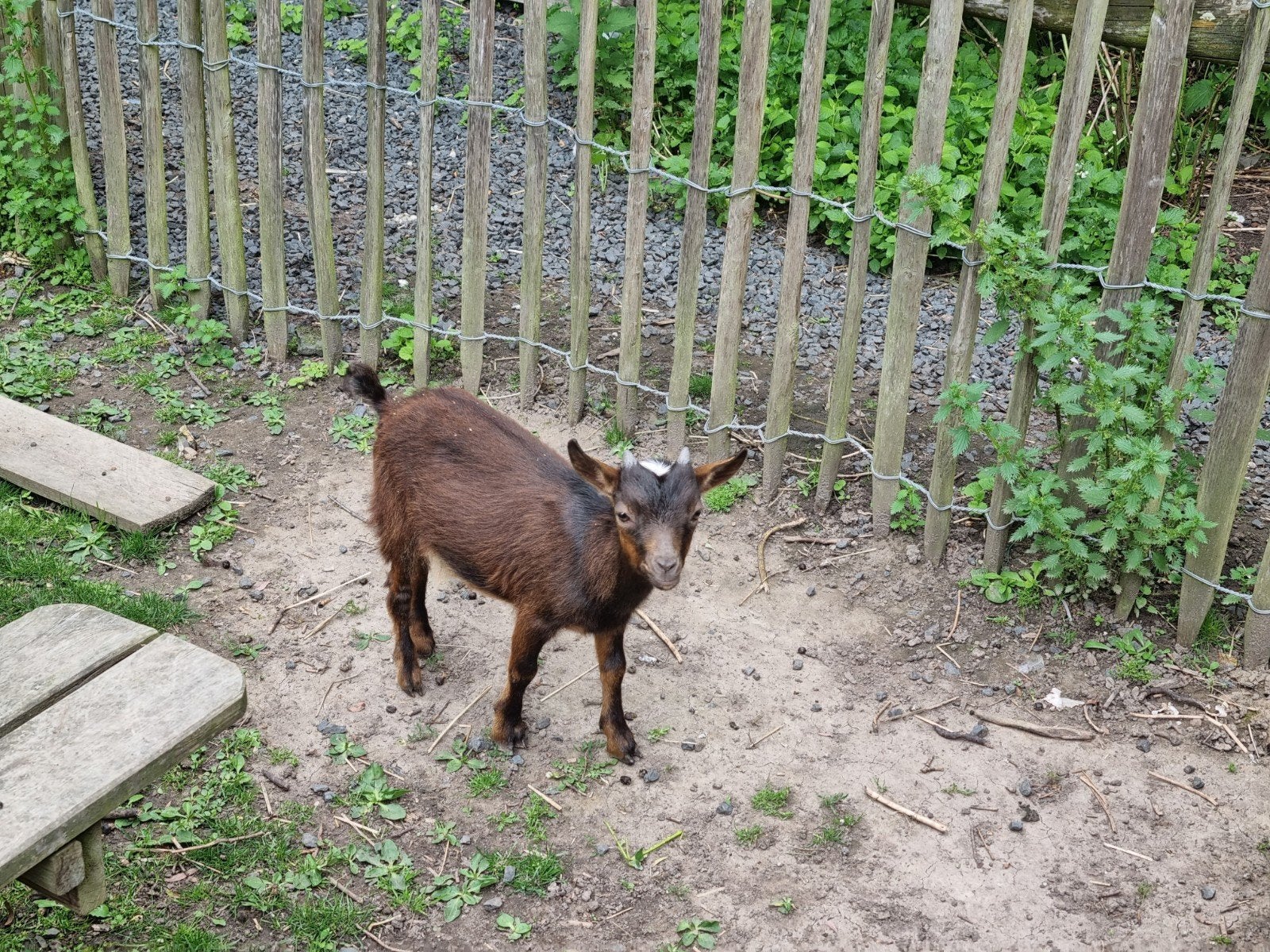 Jonge dwerggeit bok, Dieren en Toebehoren, Mannelijk, Geit, 0 tot 2 jaar